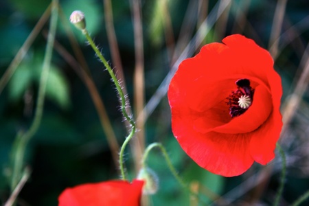 A poppy head with blur green leaf background