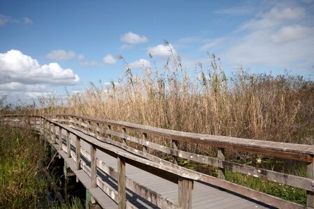 A wooden bridge through a nature reserveの写真素材