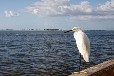 A large white bird perched on a pier at seaの写真素材