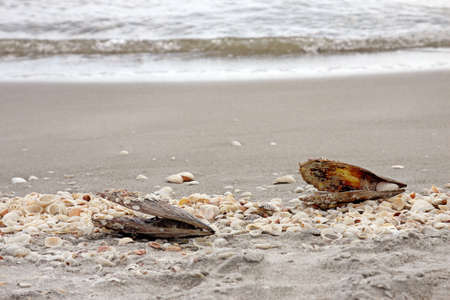 Sea shells on the sea shore