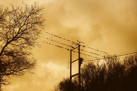 Birds perched on a wire at sunsetの写真素材