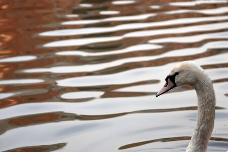A swans head in brown murky waterの写真素材