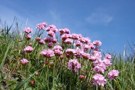 Littel pink coastal flowers with blue sky backgroundの写真素材