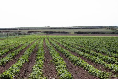 A field of rows of Pembrokeshire potato 