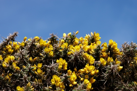 Yellow flower gorse with blue sky backgroundの写真素材