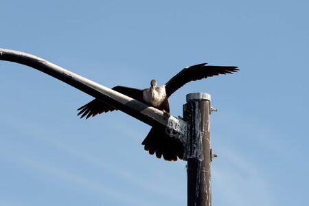 A pelican landing on a post with blue sky background