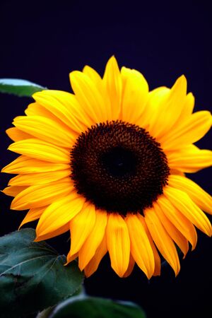 One sun flower with a black back groundの写真素材