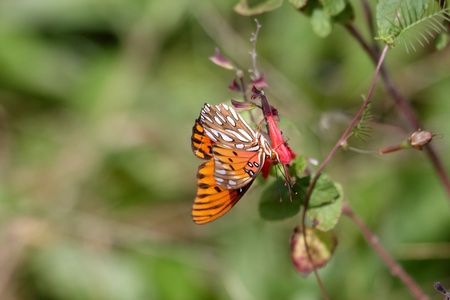A butterfly settled on a wild flower