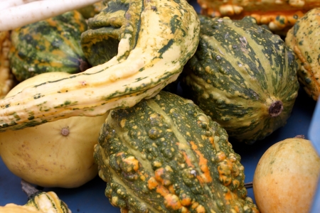 A selection of pumpkins on display for saleの写真素材