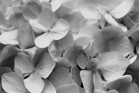Black and white delicate hydrangea flower backgroundの写真素材