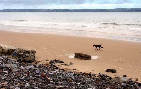 A lost dog walking alone on  a sandy beach の写真素材