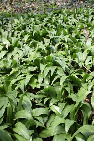 A field of fresh wild garlic leaves