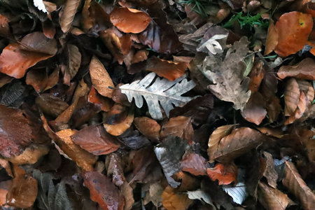 A floor cover of leafsの写真素材