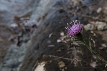 A purple flower grown between rocksの写真素材