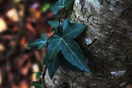 A leaf in a treeの写真素材