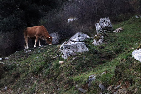 A peaceful cow eating near a stoneの写真素材
