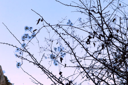 Seed in the wind.の写真素材