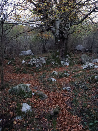 Beech in the forestの写真素材