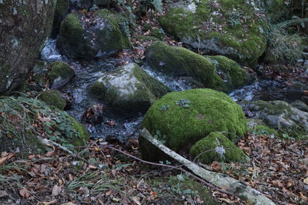 A closeup of mossy boulders in a forest stream.の写真素材