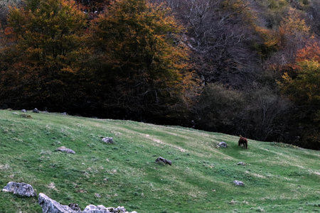 Horse grazing on a green meadow in the mountains in autumnの写真素材