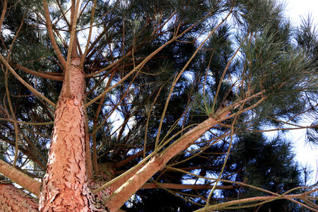 Pine tree against the blue sky. Close-up view.の写真素材