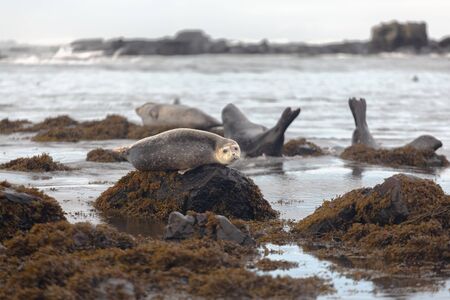 Harbor seals in the water, relaxing on a rock, animal in the nature sea habitat, Icelandの写真素材
