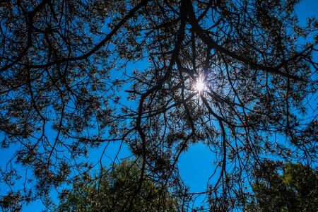 sun shines through the branches of trees in springの写真素材