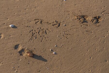 The remains of a crab eaten by a seagull. Sand texture. Sandy beach for background. Traces of a...