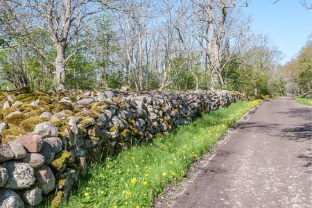 old stone wall overgrown with green moss. Oland Swedenの写真素材