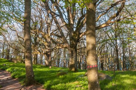 Big tree in Beautiful park, scene in park with green trees. Central Sweden