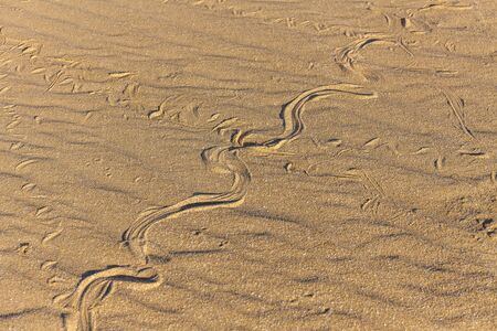Traces of snake in the sand. Sand texture. Sandy beach for background. Top view. selective focusの写真素材