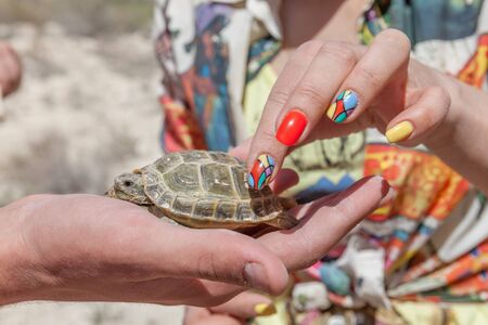 turtles viewed by tourists. they hold her in her armsの写真素材