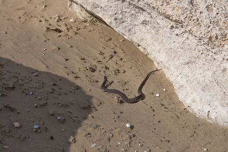 water snake on the beach among people. dangerous snake crawled to the beachの写真素材