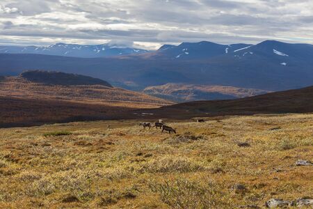 Reindeer herds in Sarek national park, Sweden, selective focus