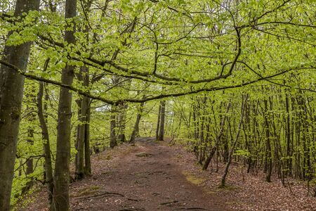 Walkway in a green Spring beech forest in southern Sweden, selective focusの写真素材