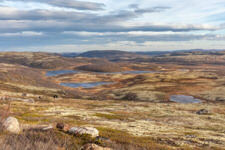 Colorful yellow background of the northern foggy mountains in autumn tundra, Arctic, Kola Peninsula,...