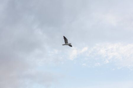 Seagull in the sky in cloudy weather against a cloudy sky.の写真素材
