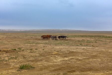 The accumulation of horses at a watering hole. The Ustyurt Plateau. District of Boszhir. The bottom of a dry ocean Tethys. Kazakhstanの写真素材