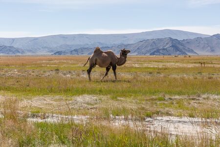 Camels pasture in western Mongolia steppe with mountains in the background. Altai, Mongolia.の写真素材