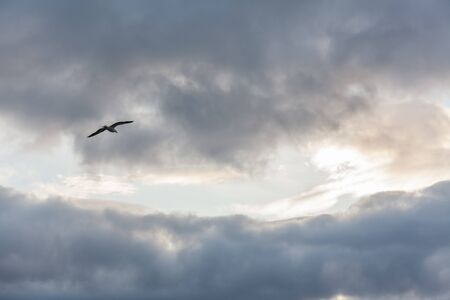 Seagull in the sky in cloudy weather against a cloudy sky.