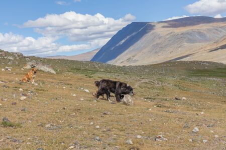 shepherd dogs run in the steppes of the Altai Mountains, Mongoliaの写真素材
