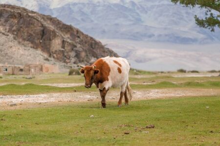Cow goes home themselves without a shepherd. Mongolia, Altai.