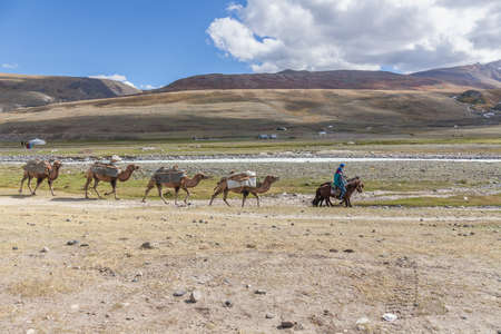 Altai, Mongolia - June 14, 2019: Caravan of camel in Mongolian Altai. Altai Tavan Bogd National Park in Bayar-Ulgii, Mongolia.のeditorial素材