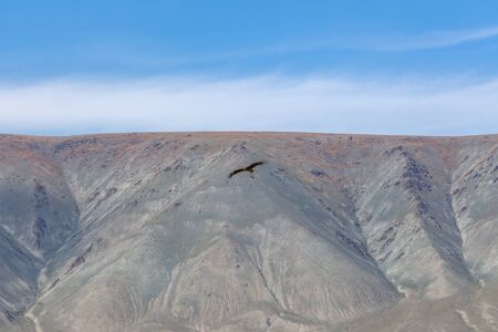 Falcon flies over the steppe of Altai Mountains, Mongolia