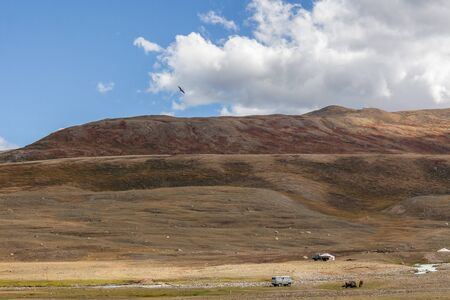 Falcon flies over the steppe of Altai Mountains, Mongolia