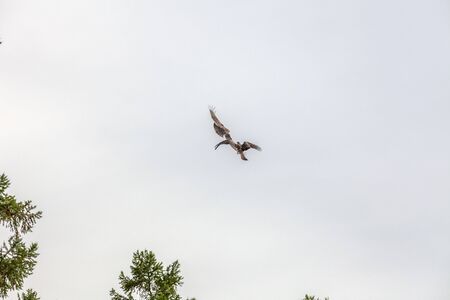 Falcon flies over the steppe of Altai Mountains, Mongolia