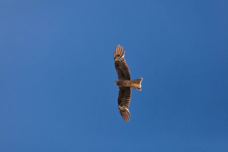 Falcon flies in the sky over the steppe of Altai Mountains, Mongoliaの写真素材