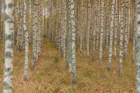 Birch forest. Birch Grove. White birch trunks. Autumn sunny forest. Sweden, selective focusの写真素材