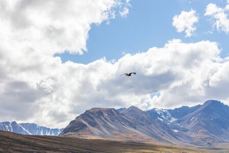 Falcon flies over the steppe of Altai Mountains, Mongolia
