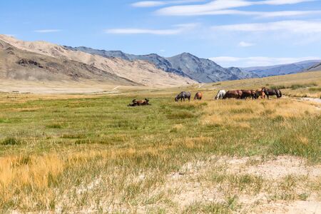 Herd of horses on mountains meadows of mongolian Altaiの写真素材